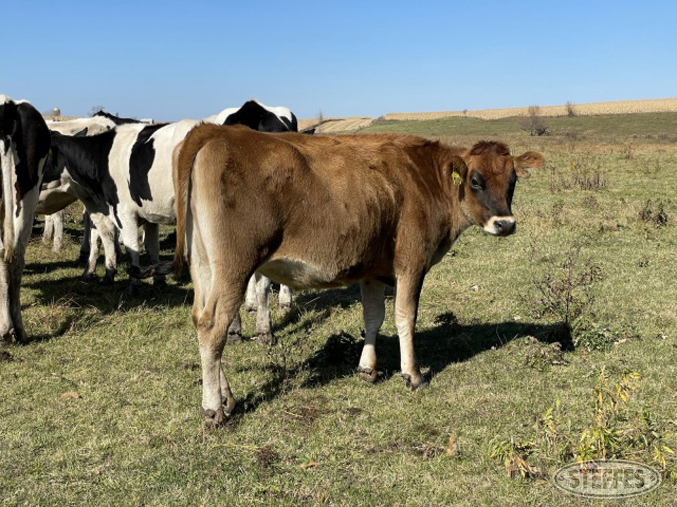 (15 Head) Crossbred heifers